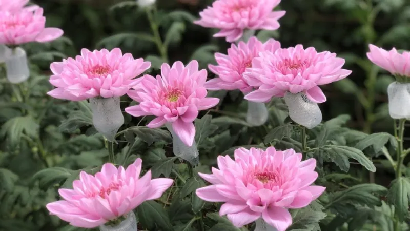 Đặc điểm Xử Nữ và nguyên tắc chọn hoa chuẩn gu