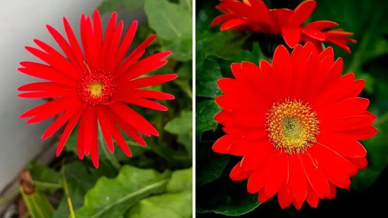 Những biểu tượng dẫn lối khi chọn hoa cho Xử Nữ