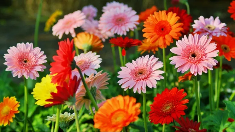 Phong thủy, mệnh và cách trưng bày hoa hợp Xử Nữ