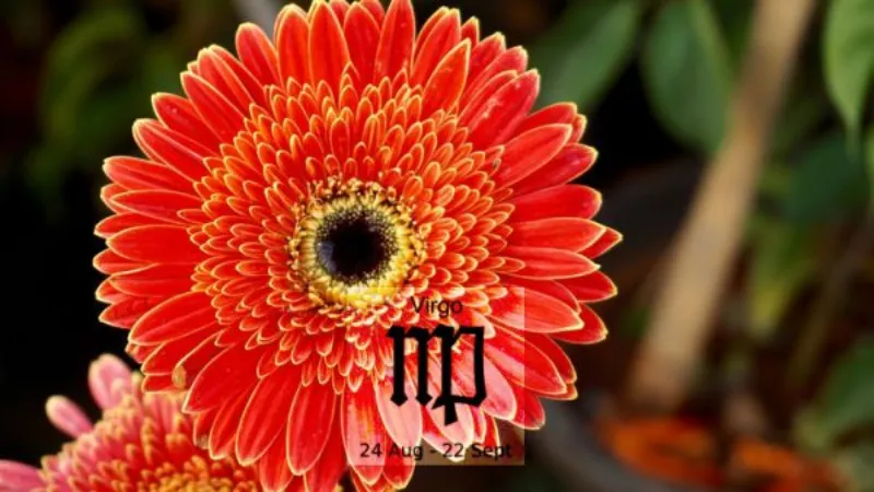 Giải Mã Loài Hoa Cung Xử Nữ: Biểu Tượng Và Phong Thủy